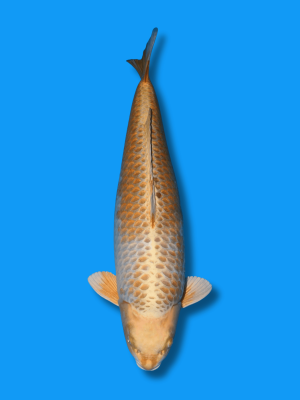 Kogane Ochiba | Koi&Co.